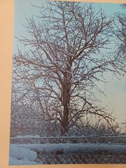 Original Photo Canvas Print. Titled «Winter Morning.» 16×20 Inches.