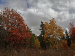 10×8 » Lustre Print Original Photo Photography Art Autumn Fall Trees Nature