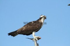 Osprey Photo 1, Pick One Image – Various Sizes
