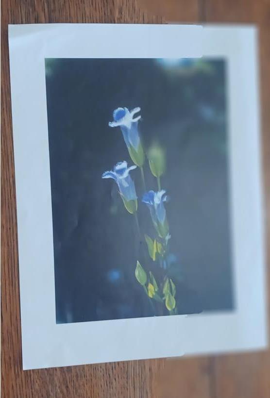 2 LOVELY FLOWER PHOTOGRAPH PRINTS 15.5 X 11.5 NICE CLOSE UPS. FRAMEABLE