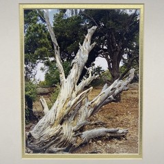 Matted Tree Landscape Photo Print 11 X 14 Wall Art Gallery Decor