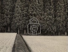 1990’s John Sexton Signed Photograph. Rice Field & Pine Forest. Tohoku, Japan