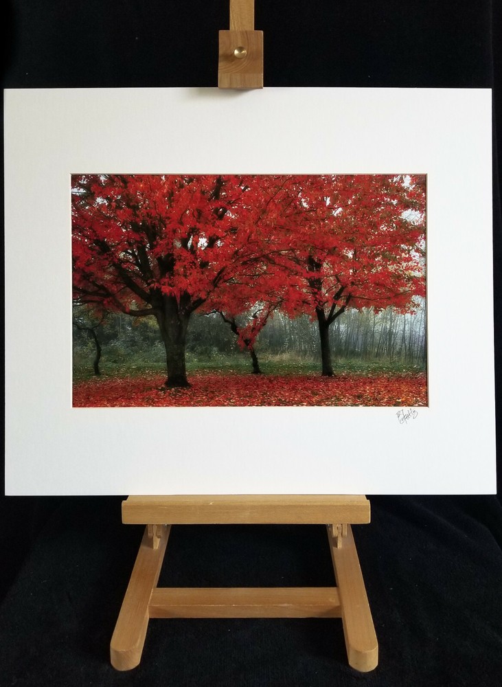 Fall Trees Photography 14 x 11″ Color Image Seattle Park Matted Signed