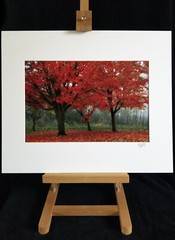 Fall Trees Photography 14 x 11″ Color Image Seattle Park Matted Signed