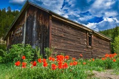 GEORGETOWN COLORADO Old Cabin Flowers Rocky Mountains 24 x 36 Professional Photo