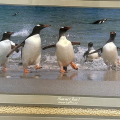 Lot Of 3 Kjell B Sandved Photograph Posters Bald Eagle Wild Horses Penguins
