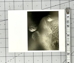 Gary Schneider (b. 1954) Art Announcement Card- Botanicals – 2001 Chicago