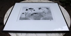HUNTINGTON WITHERILL SIGNED 1991 Freesias Special Edition Collection #26 Framed