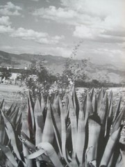 Chuck Abbott Photo Black & White Church In Desert w/ Yucca 16″ x 20″