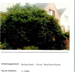 10186651 – 2192 Heligoland Old Mulberry Tree Photo Mounted on Cardboard Road