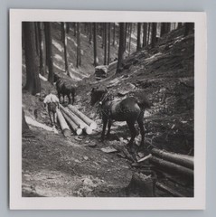 Schwarzburg Schwarza Valley 1937 Tree Felling Horse Transport Old Photo 1930s
