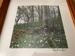 FOREST Photo by GARY MARMOLYA