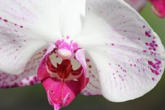 Orchid Digital Background | White & Magenta Floral Macro | High‑Resolution 001