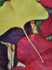 ART – VTG Original Signed Scott Johnson Photograph 10.5×8.5 Framed Gingko Leaves