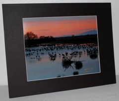 Sandhill Cranes Wildlife Photo 8″ x 10″ in 11″ x 14″ Matte Signed by Kim Barry