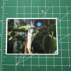 ACEO Photo Print Card 2.5×3.5″ Of A Tricolored Heron, Glossy Laminated