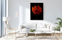 Orange Cosmos Flower, Picture Print, Modern Floral Wall Decor, 16x20inch