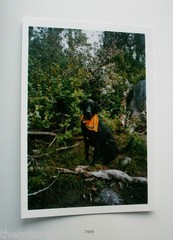 STEPHEN SHORE: Pet Pictures SIGNED Photo w/ Ltd Edition Book One Picture #73 NEW
