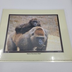 PHOTOGRAPHY Art Prints Lot 3 Vintage Nature Photos – Deer, Gorilla, Marmot – HW