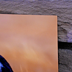 Canada Goose 18 x 12 METAL Fine Art Photography by Life Plus Wild w Mounting