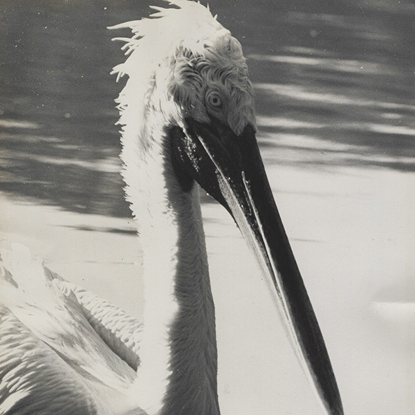 Old Photo Black & White Crane in Pond 8×10 Mid-Century Modern VTG NEW MCM Bird