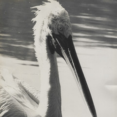 Old Photo Black & White Crane in Pond 8×10 Mid-Century Modern VTG NEW MCM Bird