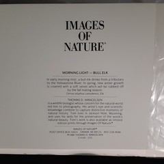 Thomas Mangelsen Images of Nature Photo Card Morning Light Bull Elk – 1986
