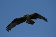 Osprey Photo 1, Pick One Image – Various Sizes