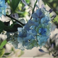 Diane Dre Signed Matted Color Landscape Photograph «Blue Feather Hydrangea»