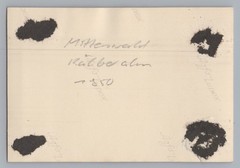 Mittenwald 1950 – Kälberalm Young Cows – Old Photo