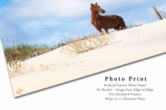 OBX Photography Print – Picture of Wild Horse Outer Banks Corolla North Carolina