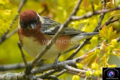 «Bay-Breasted Warbler» ~ Bird Print- photography
