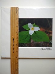 Signed Michael A Peterson Photography Trilliums Flat Mounted Canvas Gatorboard