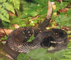 Vtg Wood Framed Agitated Rattlesnake Photograph 12.5″ X 14.5″ Total