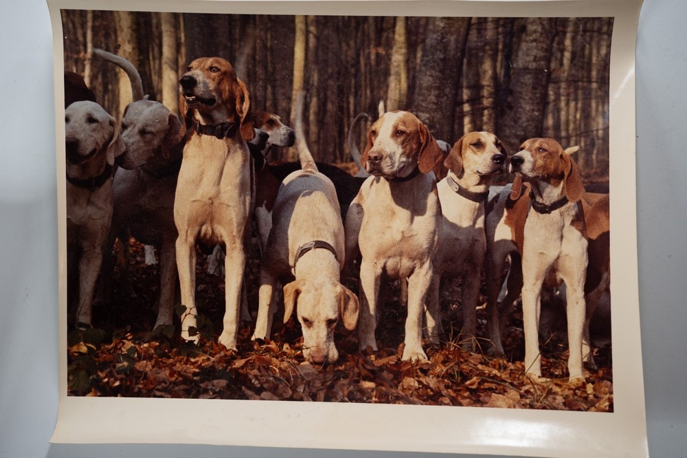 Vintage Analog Photo France Hunting Dogs Equitation 20X30CM 1970