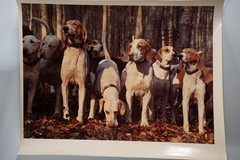 Vintage Analog Photo France Hunting Dogs Equitation 20X30CM 1970