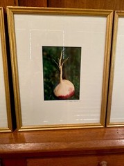 Set of 4 Original Photographs FOR KITCHEN signed and matted Eggplant Radish etc