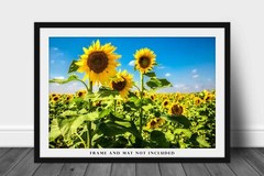 Sunflower Field Kansas Farm Country Rural Landscape Photography Print