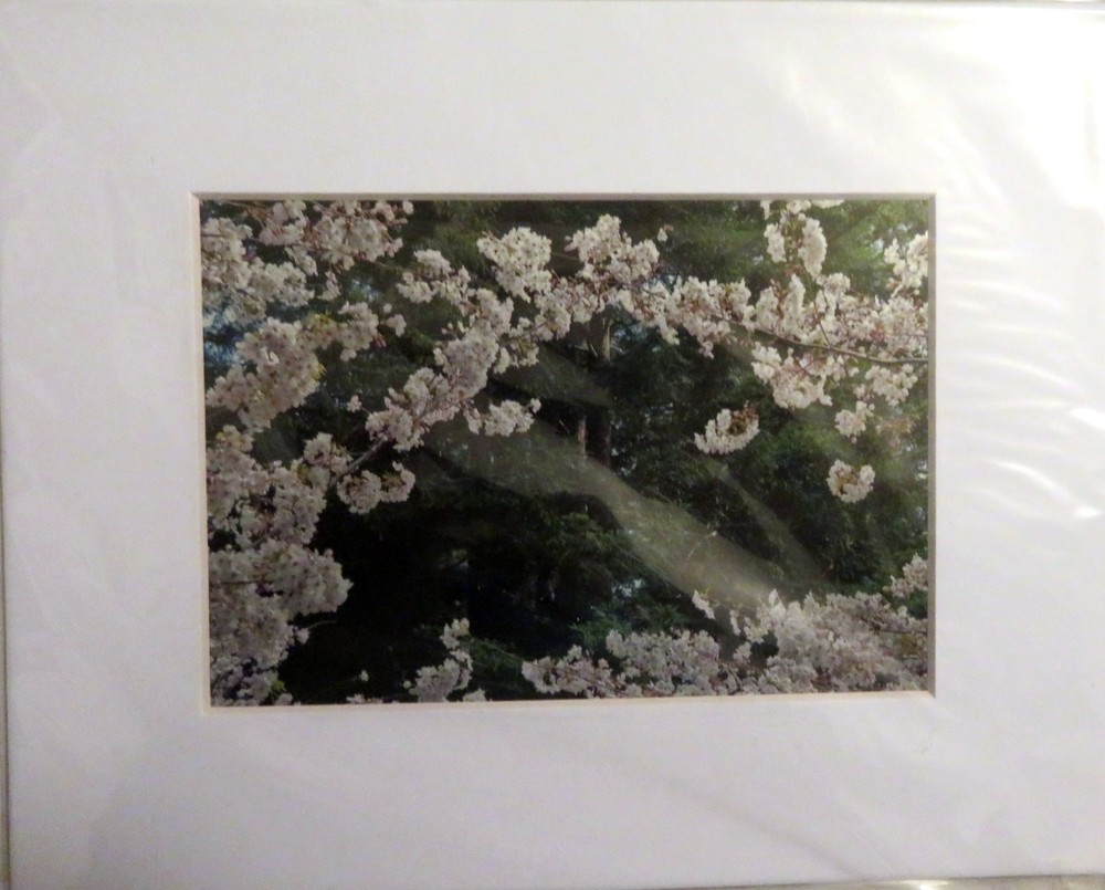 IRENE RETI Photography – Cherry Trees – Matted, Signed, Gift Inscription