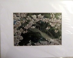 IRENE RETI Photography – Cherry Trees – Matted, Signed, Gift Inscription