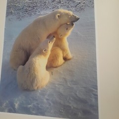 THOMAS MANGELSEN SIGNED Mother’s Love- POLAR BEAR Mom & 2 CUBS LARGE Poster