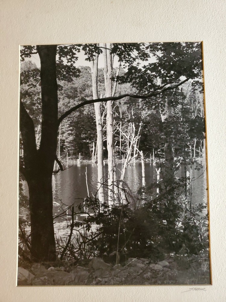 TREES WATER LARGE ORIGINAL SIGNED ART PHOTO B&W STETTNER VTG MATTE NJ CAMERA