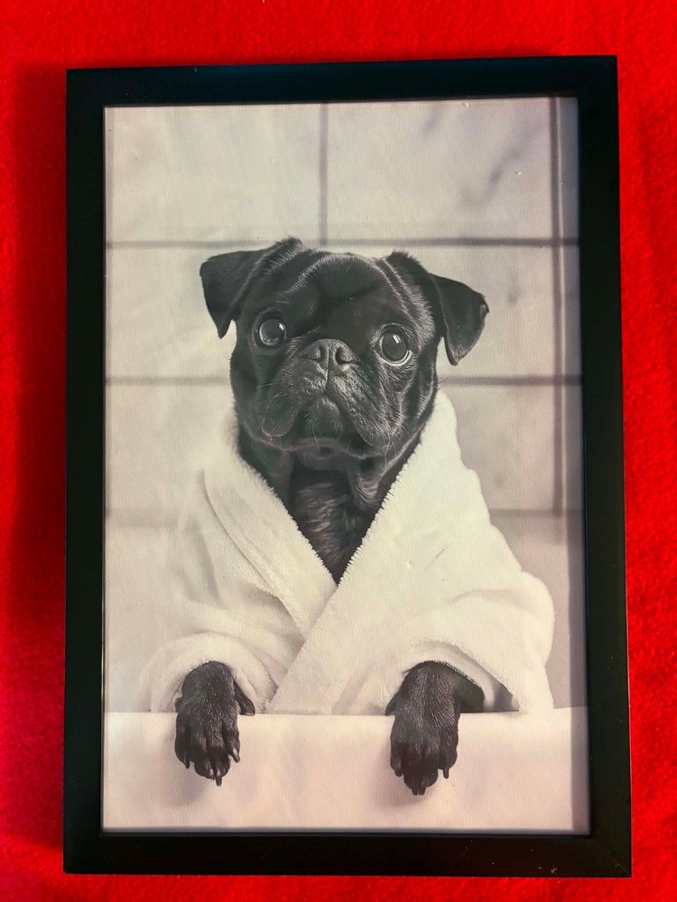 «Ready for my Bath» 2D Flat, Pug in Bathrobe Canvas Wall Photo. Frame 9″x13″