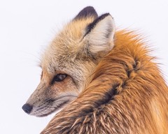 Red Fox in Lamar Valley 8″x10″ Photograph Print 8×10