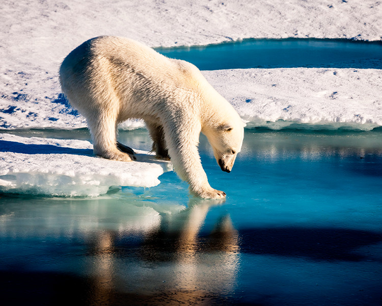 Polar bear at the Arctic 8″x10″ Photograph Print 8×10