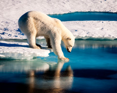 Polar bear at the Arctic 8″x10″ Photograph Print 8×10