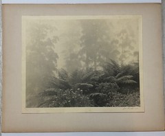 Rare JOHN B EATON ‘Ferns in Misty Landscape’ AUSTRALIA PICTORIALIST Signed PHOTO