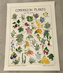 Organic Graphics – Posters Companion Plants / Flowers-Herbs / Beneficial Insects
