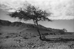 «Acacia Tree»: 11″ X 14″ B&W LANDSCAPE PHOTO OF SINAI, EGYPT, FRAMED 16″ x 20″