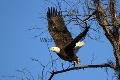 Eagle Photo, Pick One Image – Various Sizes